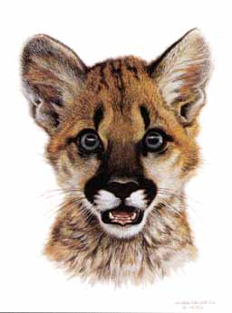 (image for) Handmade oil painting Copy paintings of famous artists Carl Brenders paintings Cougar Cub Study